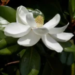 Magnolia Grandiflora ‘Little Gem’ – Örökzöld Liliomfa