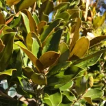 Magnolia Grandiflora ‘Little Gem’ – Örökzöld Liliomfa