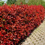 Photinia × fraseri ‘Red Robin’ – Korallberkenye