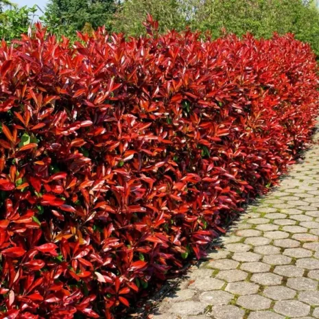 photinia-fraseri-red-robin-korallberkenye-1_premiumplants Photinia × fraseri ‘Red Robin’ – Korallberkenye