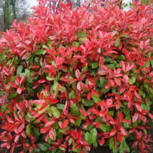 Photinia × fraseri ‘Red Robin’ – Korallberkenye