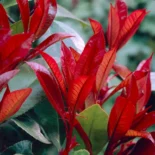 Photinia × fraseri ‘Red Robin’ – Korallberkenye