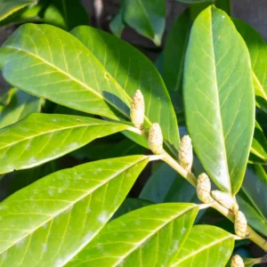 Prunus laurocerasus ‘Novita’ – Babérmeggy