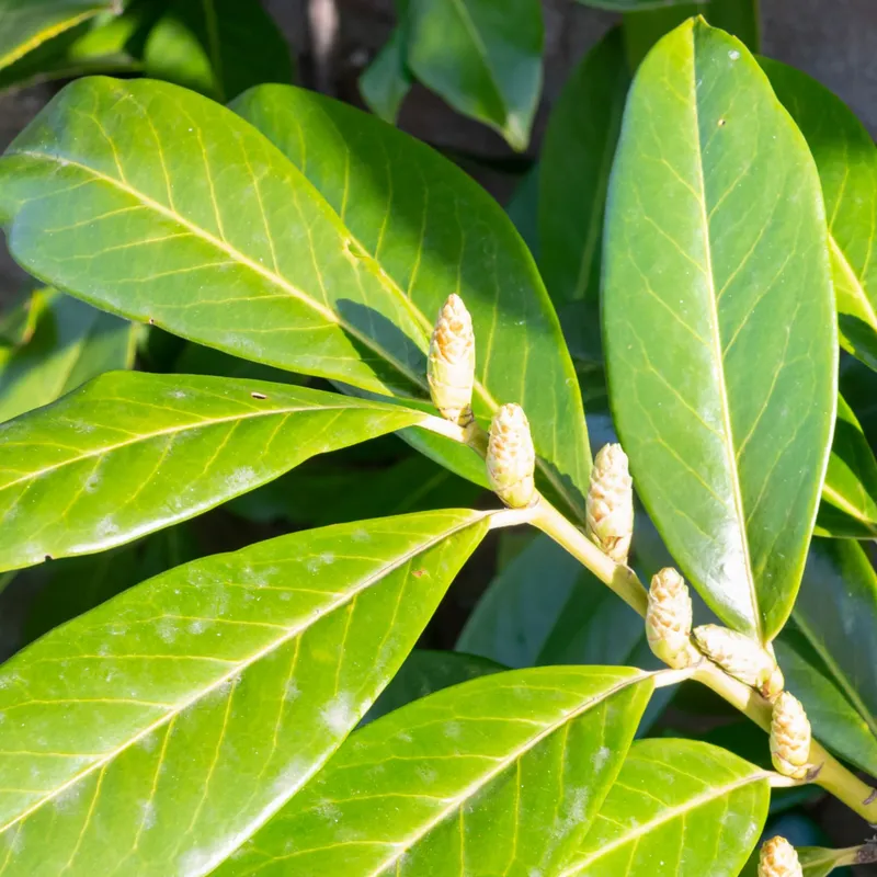 Prunus laurocerasus ‘Novita’ – Babérmeggy