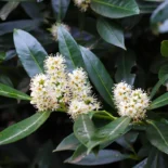 Prunus laurocerasus ‘Novita’ – Babérmeggy