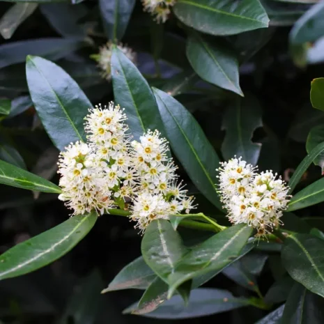 prunus-laurocerasus-novita-babermeggy-2_premiumplants Prunus laurocerasus ‘Novita’ – Babérmeggy